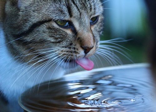 cat drinking from faucet