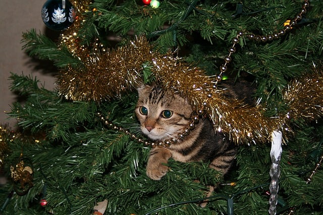 How to Cat Proof a Christmas Tree | Fluffy Kitty