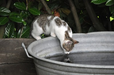 cat taking a bath