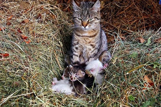 what should kittens eat & drink