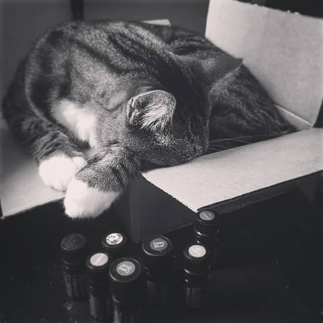 Can I Use Essential Oils on My Cat ? Fluffy Kitty