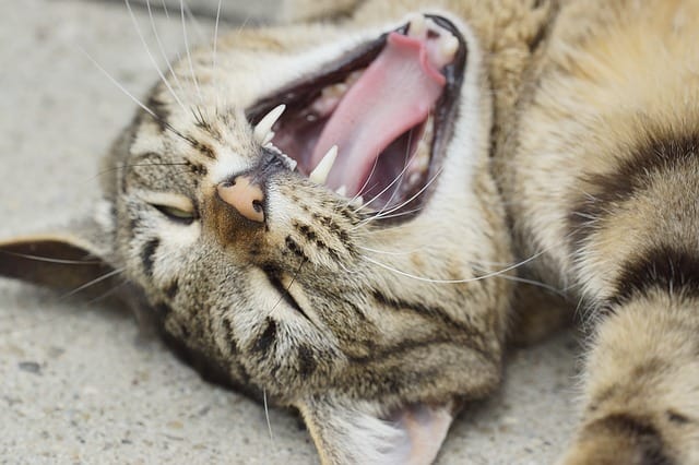 Cat Teeth Chattering | Fluffy Kitty