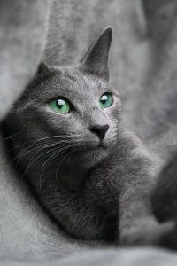 How to Travel with a Cat on a Plane | Fluffy Kitty