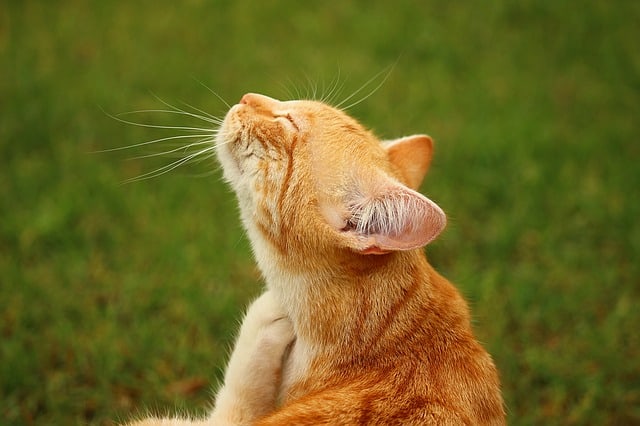 Seresto Cat Collar Review | Fluffy Kitty