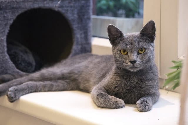 Dust Free Cat Litter | Our Selection