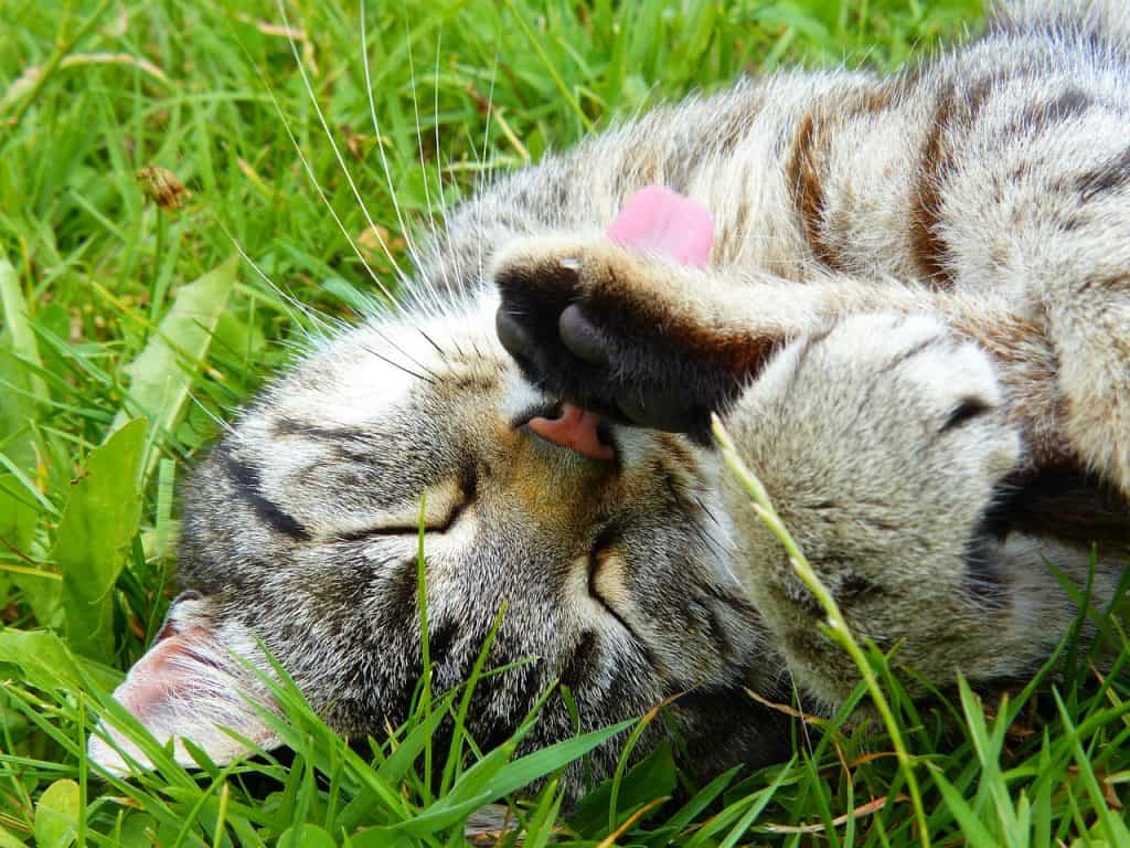 Cat coughing and gagging | Fluffy Kitty
