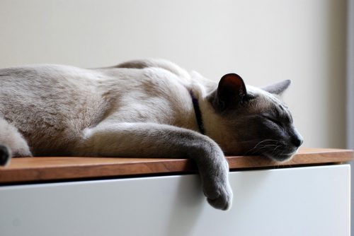 use melatonin for cats