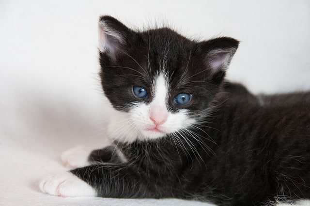 Best cat insurance // Fluffy Kitty