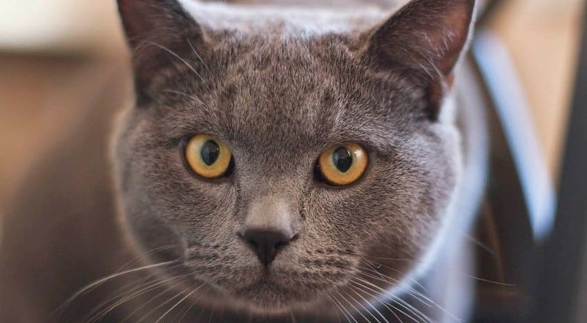 fluffy kitty featured image