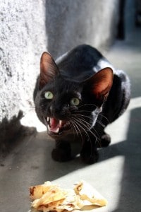 cat annoyed