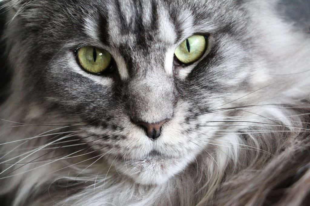 Cat coughing and gagging | Fluffy Kitty