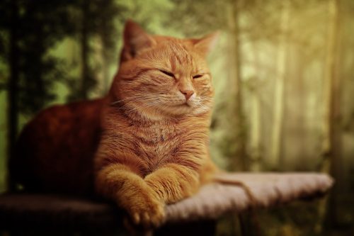 melatonin for cats