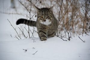 most common health problems in cats
