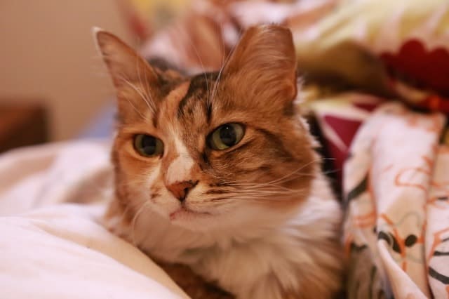 Dust Free Cat Litter | Our Selection