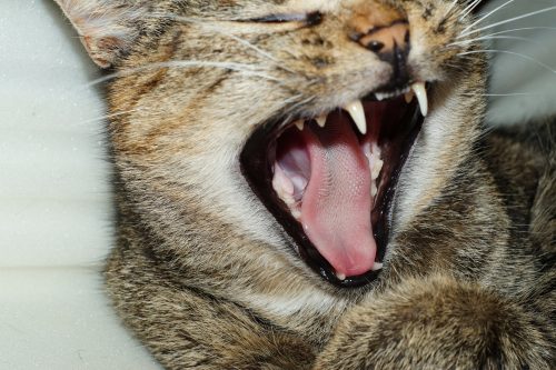 what is the best cat toothpaste