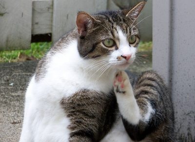 How to get rid of worms in cats || Fluffy Kitty