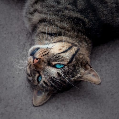 How to tell if your cat has worms