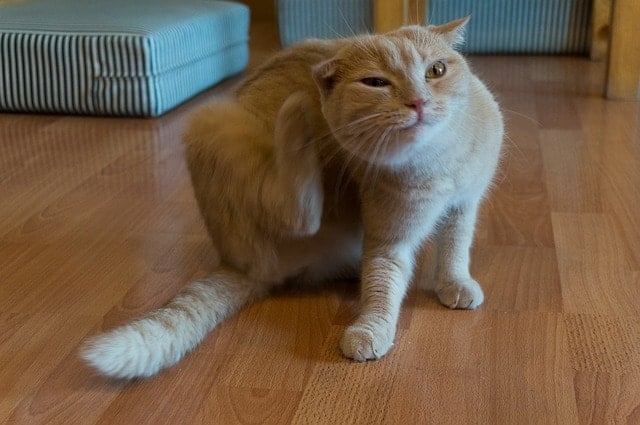 Understanding Feline Hyperesthesia / Rolling Skin Disease / Twitching-Skin Syndrome in Cats #cats #cathealth #catblog #catbehavior | The Fluffy Kitty thefluffykitty.com