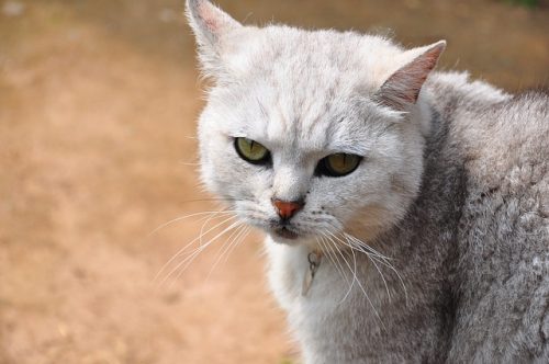 should my cat wear a collar