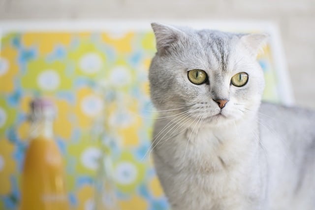 Can Cats Be Autistic? Fluffy Kitty