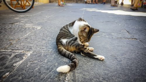 why do cats pull their hair out / Fluffy Kitty