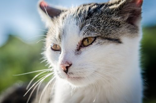 cat with heartworm