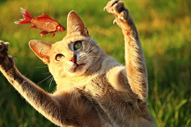Best Fresh Pet Food Delivery | Fluffy Kitty