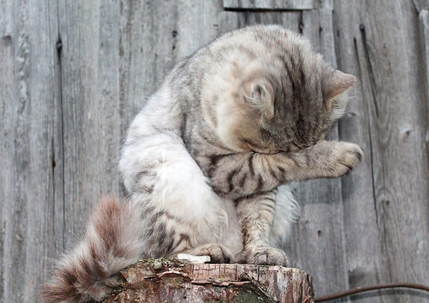 Why Does My Cat Have Scabs? Fluffy Kitty