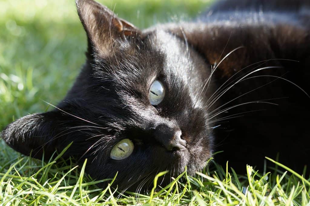 Excessive thirst in cats | Fluffy Kitty