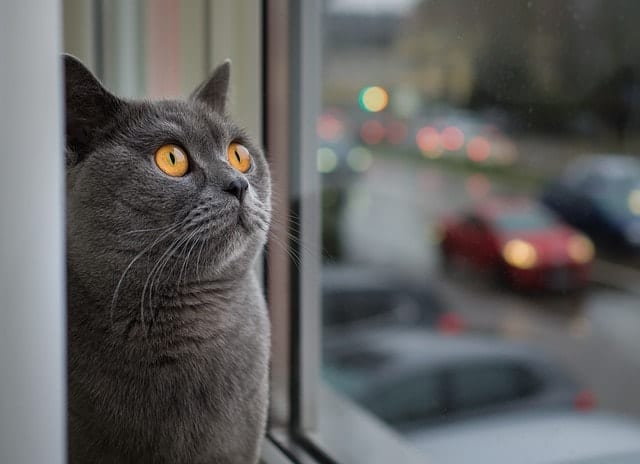 Cat Chin Acne | Fluffy Kitty
