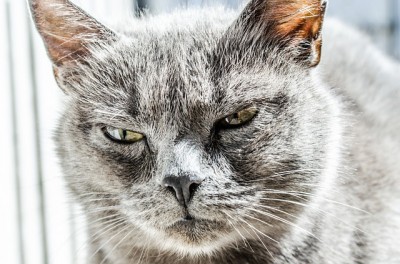 a mad and cat