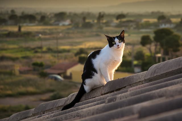How to Keep Your Cat Cool in the Summer | Ultimate Guide | Fluffy Kitty