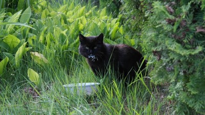 my cat has bad gas how can i help him