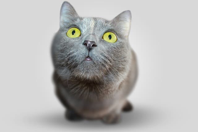 how to get rid of cat litter smell || Fluffy Kitty