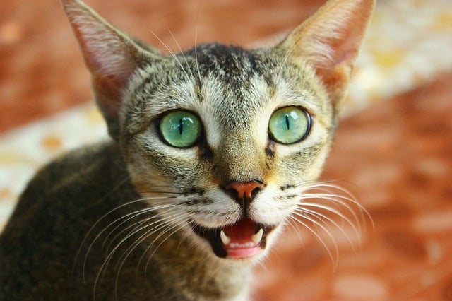 Cat Teeth Chattering | Fluffy Kitty