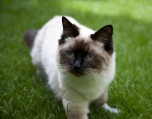 ragdoll