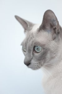 10 best cats for cuddling