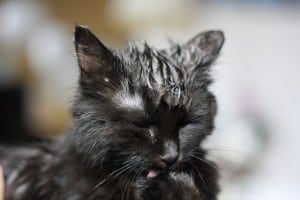 homemade flea spray for cats