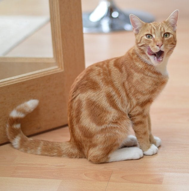 Best Grain Free Food for Cats | Fluffy Kitty