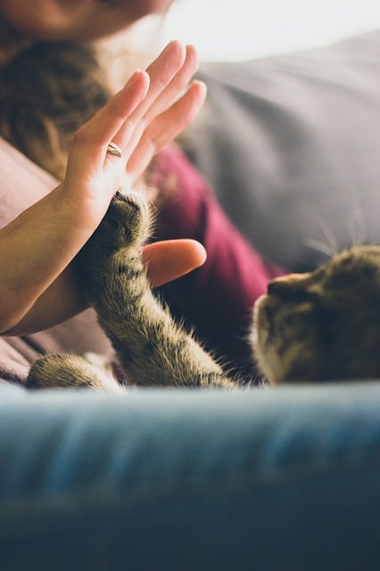 Best Cat Furniture | Fluffy Kitty