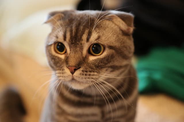 owning a cat for the first time