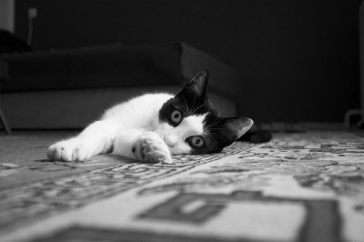 where to put the litter box in the house