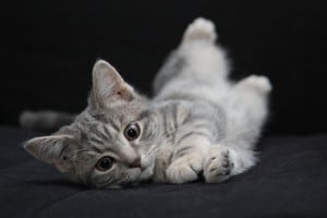 owning a cat for the first time