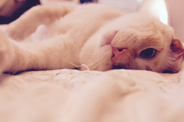 10 Ways to Tell If Your Cat Is Happy | Fluffy Kitty