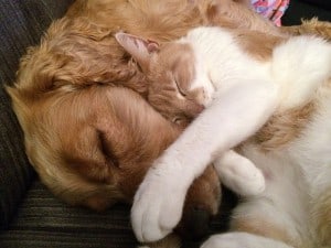 cat-and-dog-775116_640