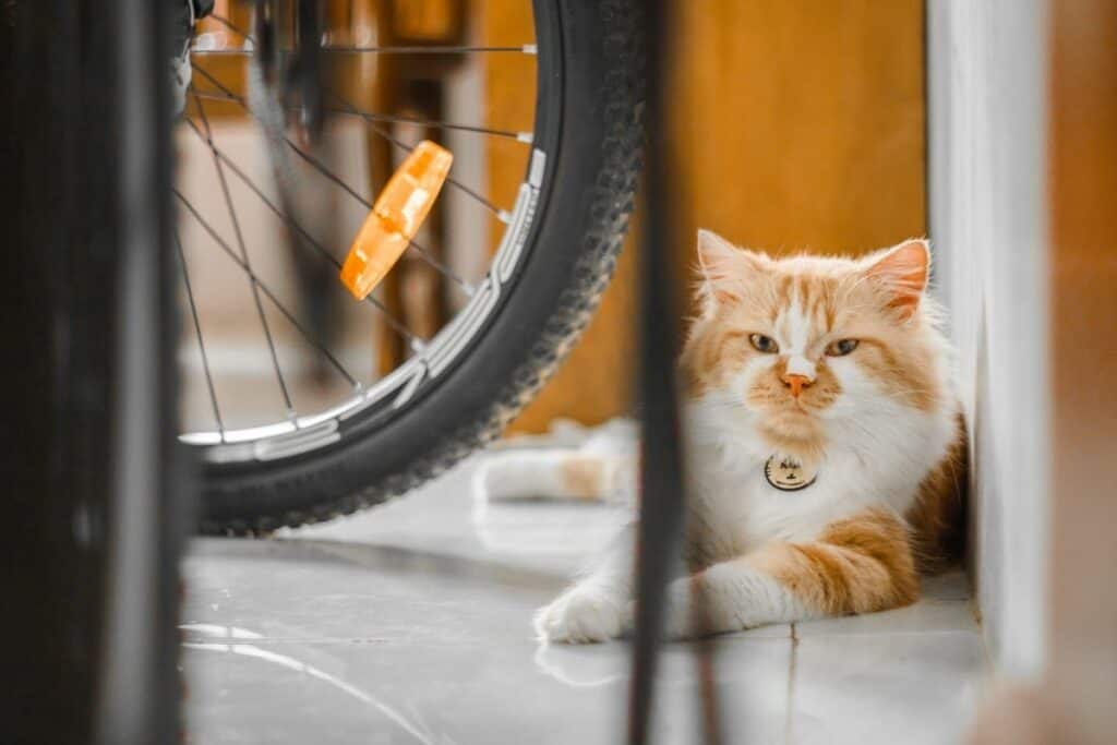 orange and white cat sitting on floor beside bicycle wheel 