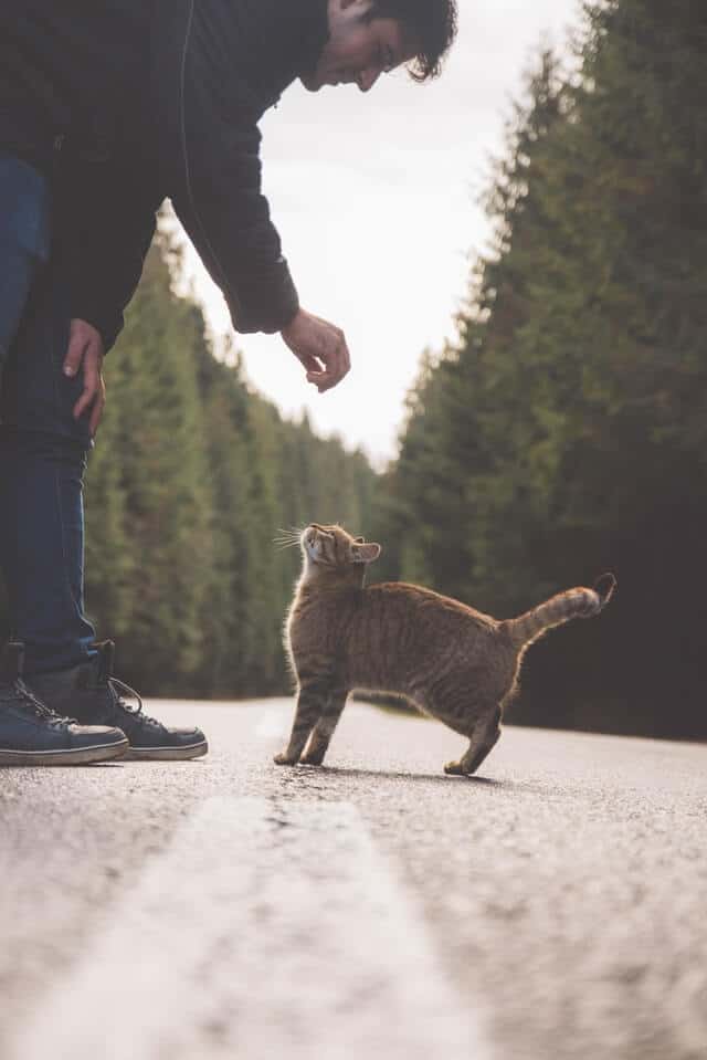 6 Ways Neutering Your Cat Helps the Environment | Fluffy Kitty thefluffykitty.com