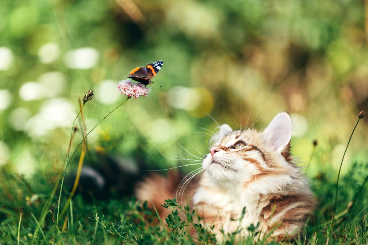 cat laying in grass looking at butterfly on plant