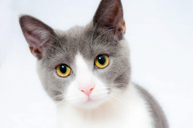 Purina One Cat Food Review | Fluffy Kitty
