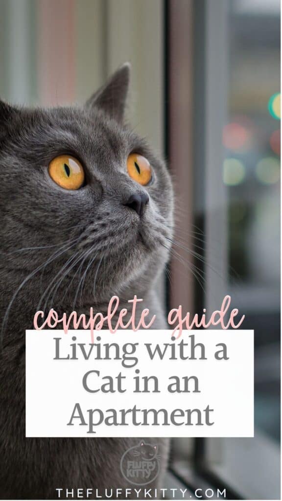 grey cat living in apartment looking out window, photo with text overlay